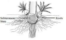 Subterranean Stem / Adventitious Root